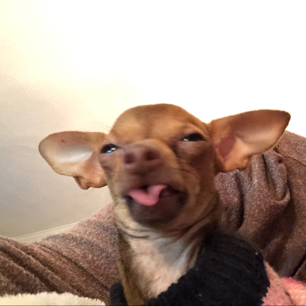 Meet your Posher, Caitlyn